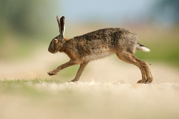 Hase im Galopp