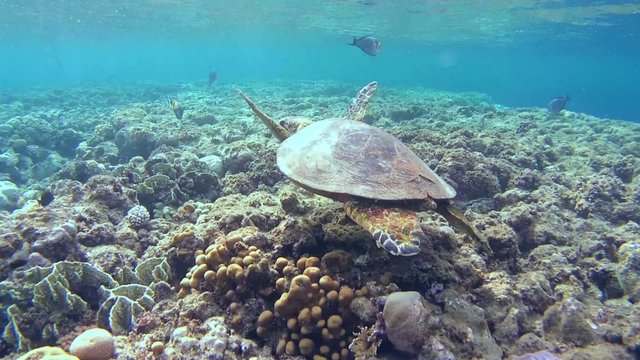 hawksbill sea turtle (Eretmochelys imbricata) swims near reef 