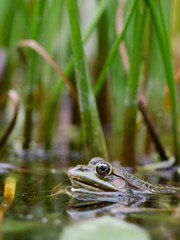 Teichfrosch