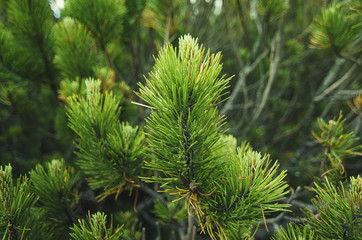  Fir tree background