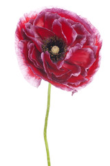 Fototapeta premium MAK