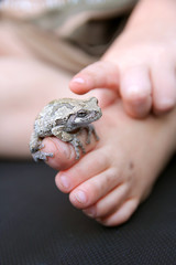Grey Tree Frog Sitting on Child's Foot