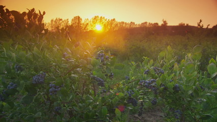Sunset over blueberry field