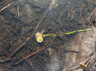 A small flower in a pool of water.