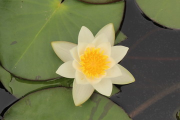 Dwarf White Waterlily (Nymphaea Candida) in Innsbruck