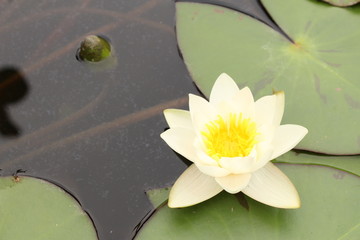 Dwarf White Waterlily (Nymphaea Candida) in Innsbruck