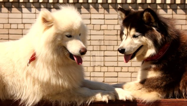 Husky and Samoyed dogs