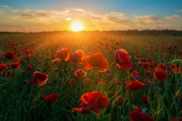 Fototapeta na wymiar Sunrise fields of poppies