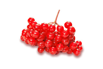 red berries of viburnum isolated on white background