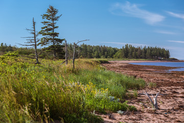 Island Shoreline