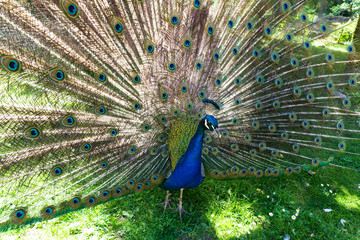 Naklejka premium walking beautiful peacock tail