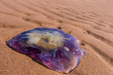 Purple Jellyfish
