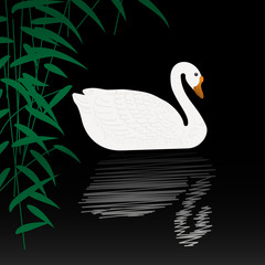 Beautiful swan vector illustration. White swan swimming gracefully in the pond. White swan on black water with reflection