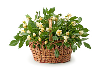 Basket with roses