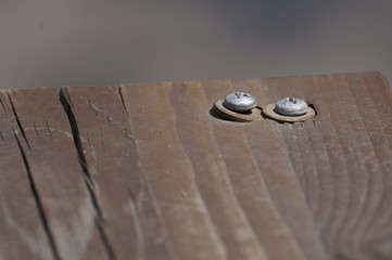 screws bolts in the wood