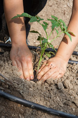 Coltivare una piantina di pomodori nell'orto