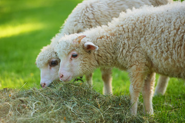 Sheep eating hay