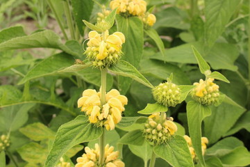 Turkish Sage flowers (Phlomis Russeliana) in Innsbruck