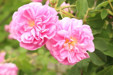 Fototapeta premium Damask Rose flowers (Rosa x Damascena) in Innsbruck