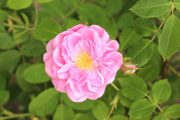 Damask Rose flowers (Rosa x Damascena) in Innsbruck