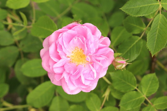 Damask Rose flowers (Rosa x Damascena) in Innsbruck Stock Photo | Adobe  Stock