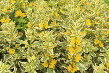 Yellow Loosestrife flowers (Lysimachia Punctata Alexander) in Innsbruck