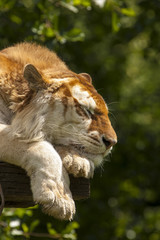 Goude tijger in rust.