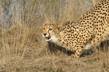 Sluipende cheetah.
