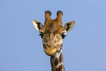 Naklejka premium Rothschildgiraffe kijkt je aan.