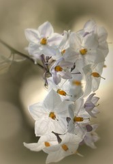 Jasmin-Nachtschatten / Solanum jasminoides