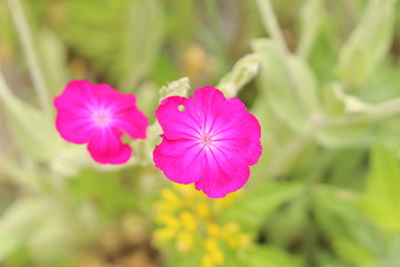 Rose Campion flowers (Lychnis Coronaria) in Innsbruck