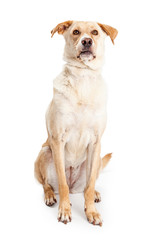 Yellow Retriever Crossbreed Sitting Looking Forward