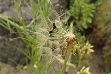 Oat Root plant (Tragopogon Porrifolius) in Innsbruck