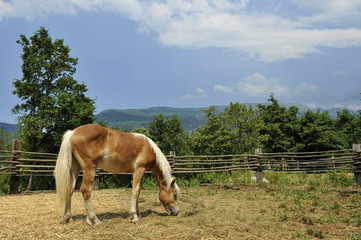 Obraz premium Puledro