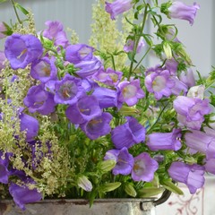 Blumenstrauß aus lila Glockenblumen - Marienglockenblume (Campanula medium) im Metalleimer