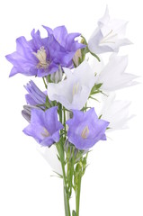 Obraz na płótnie Canvas Branch blue bell flower