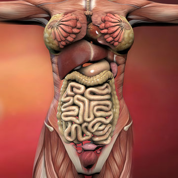 Corpo umano femminile, anatomia muscoli e organi