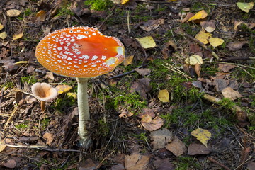 Mushrooms in the wood