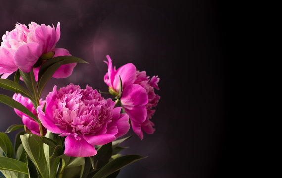 Fototapeta Trzy różowa peonia kwiat na ciemnym tle