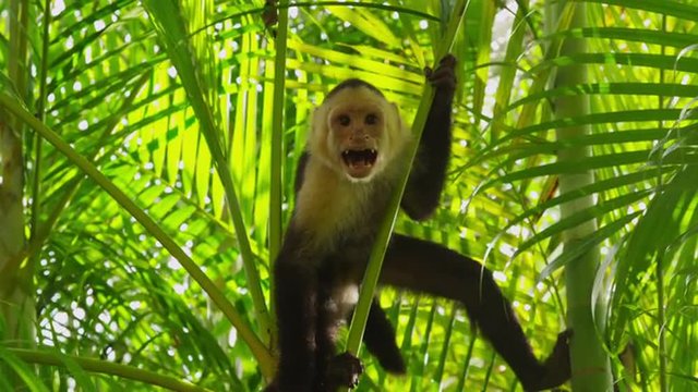 Capuchin Monkey acting aggressive , Manuel Antonio, Costa Rica