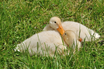 Two ducklings on the grass