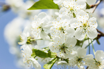 White flowers on a tree - spring background.
