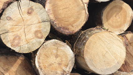 Pile of logs at a forestry plant.