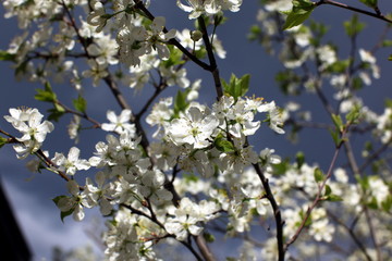 plum blossom