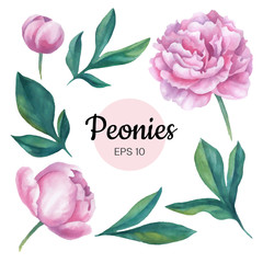 Vector watercolor peonies set © Maria.Epine