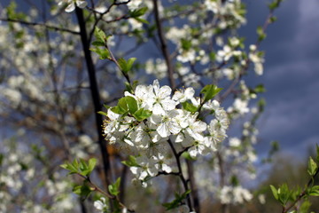 plum blossom