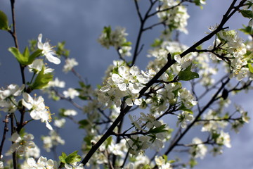plum blossom
