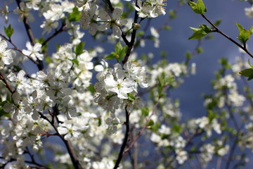 plum blossom