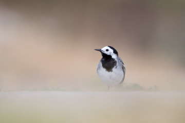 White Wagtail - motacilla alba