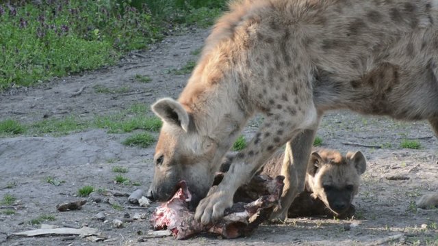 Spotted hyena (Crocuta crocuta) mother eats meat